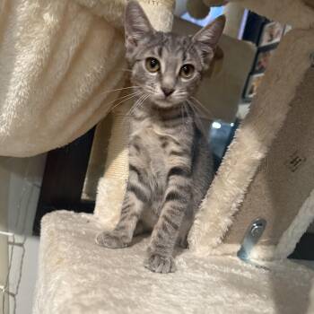 Mika -  Domestic Short Hair Cat for Adoption in Mastic, New York - Mika | PetCurious