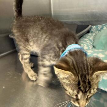 Bunko -  Domestic Short Hair Cat for Adoption in Hagerstown, Maryland - Bunko | PetCurious