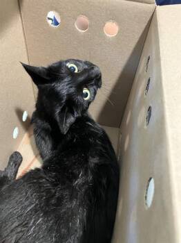 Rescue Domestic Short Hair Cats for Adoption in Long Beach, California - VITO | PetCurious