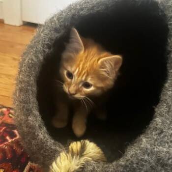Domestic Medium Hair Cats Available for Adoption in Potomac, Maryland - Larry | PetCurious