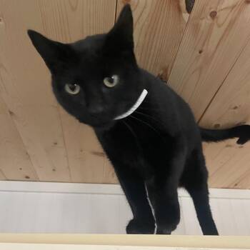 Sasha -  Domestic Short Hair Cat for Adoption in Prescott, Arizona - Sasha | PetCurious