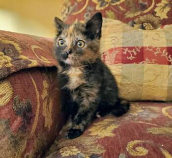 Belle/Jellybean -  Domestic Short Hair Cat for Adoption in Glenfield, New York - Belle/Jellybean | PetCurious