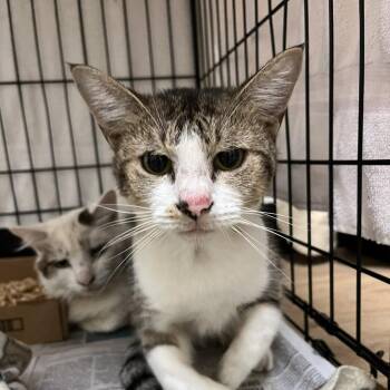 Key Fob -  Domestic Short Hair Cat for Adoption in Lyndhurst, Virginia - Key Fob | PetCurious