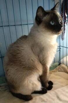 Siamese Cats Available for Adoption in Fairfax, Virginia - Dreamy (Siamese) | PetCurious