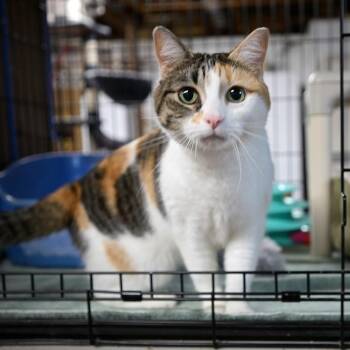 Calico Cats Available for Adoption in East Amherst, New York - Angelina | PetCurious