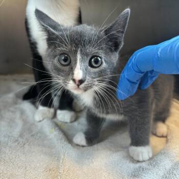 Pampers -  Domestic Short Hair Cat for Adoption in Council Bluffs, Iowa - Pampers | PetCurious