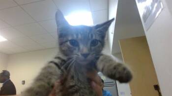ORACLE -  Domestic Short Hair Cat for Adoption in Doral, Florida - ORACLE | PetCurious