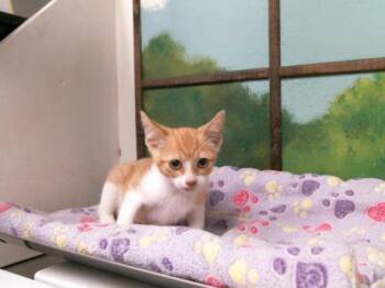 ANGEL -  Domestic Short Hair Cat for Adoption in Houston, Texas - ANGEL | PetCurious