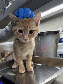 Ramsey -  Domestic Short Hair Cat for Adoption in Wichita, Kansas - Ramsey | PetCurious