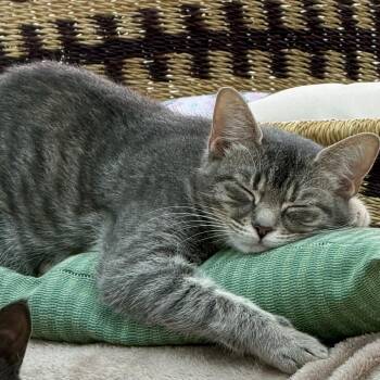 Chick -  Domestic Short Hair Cat for Adoption in Aldie, Virginia - Chick | PetCurious