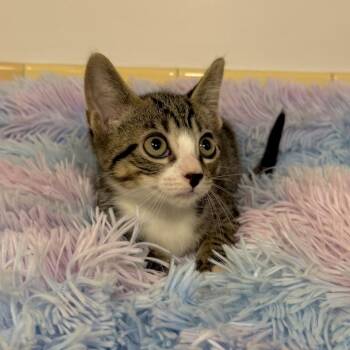 Sami -  Domestic Short Hair Cat for Adoption in East Hampton, New York - Sami | PetCurious