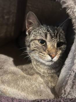 Tricksy -  Domestic Short Hair Cat for Adoption in Cromwell, Kentucky - Tricksy | PetCurious