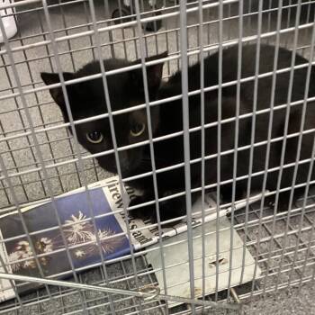 Tiny -  Domestic Short Hair Cat for Adoption in Montgomery, Alabama - Tiny | PetCurious