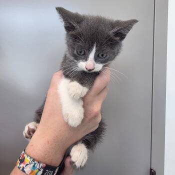 Pepper -  American Bobtail Cat for Adoption in Sand Springs, Oklahoma - Pepper | PetCurious