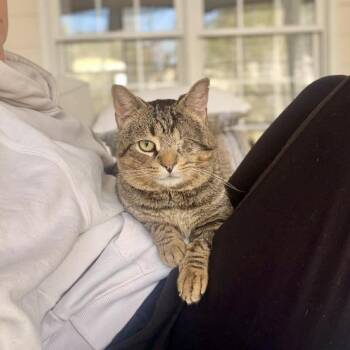 Domestic Short Hair Cats Available for Adoption in Raleigh, North Carolina - Stuart | PetCurious