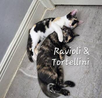 Tortellini & Ravioli - Italian-pair -  Domestic Medium Hair and Calico Cat for Adoption in Houston, Texas - Tortellini & Ravioli - Italian-pair | PetCurious