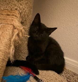 Shadow -  Domestic Short Hair Cat Available for Adoption in Oceanside, California - Shadow | PetCurious