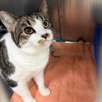 Athena -  Manx Cat for Adoption in Lake Panasoffkee, Florida - Athena | PetCurious