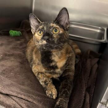 Winnie -  Domestic Short Hair Cat for Adoption in Blairsville, Georgia - Winnie | PetCurious
