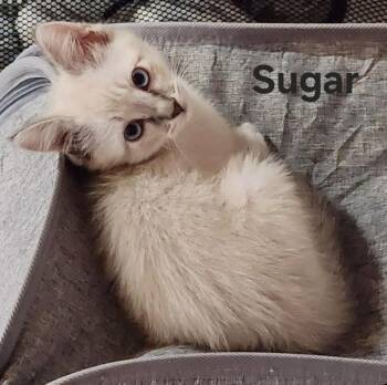 Sugar -  Siamese Cat Available for Adoption in San Jacinto, California - Sugar | PetCurious