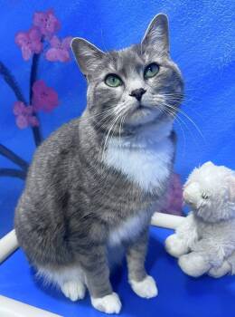 Rescue Domestic Short Hair Cats for Adoption in Colorado Springs, Colorado - McGriddle | PetCurious