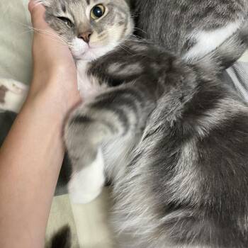 Neutrophil -  Domestic Short Hair Cat for Adoption in Davis, California - Neutrophil | PetCurious