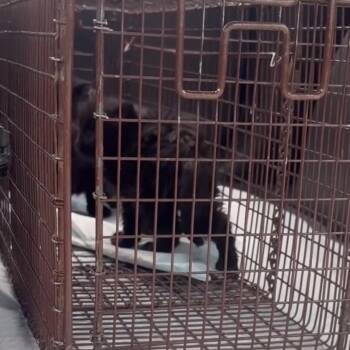 Chevrolet -  Domestic Short Hair Cat for Adoption in Monroe, Michigan - Chevrolet | PetCurious