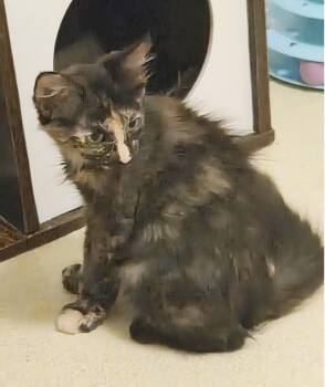 Dragonfly Summerlover -  Domestic Medium Hair and Tortoiseshell Cat for Adoption in Chandler, Arizona - Dragonfly Summerlover | PetCurious