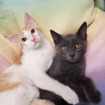 Junipurr & Hawkeye -  Domestic Short Hair Cat for Adoption in Marseilles, Illinois - Junipurr & Hawkeye | PetCurious
