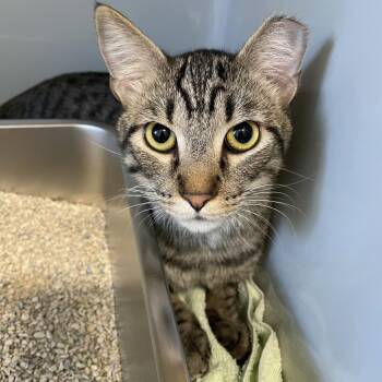 Garnet -  Domestic Short Hair Cat for Adoption in Saint Charles, Missouri - Garnet | PetCurious