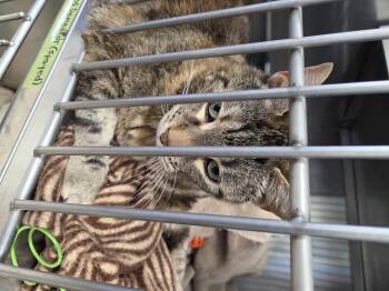 Rescue Domestic Short Hair Cats for Adoption in Brooks, Alberta - Polo | PetCurious