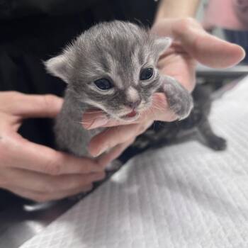 Domestic Short Hair Cats Available for Adoption in Summerville, South Carolina - Disco | PetCurious