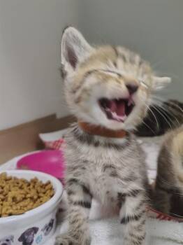 A138270 -  Domestic Short Hair Cat for Adoption in Palmetto, Florida - A138270 | PetCurious