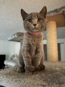 Rescue Russian Blue Cats for Adoption in Franklin, Tennessee - KITTEN QUINNITH PAWTRO | PetCurious