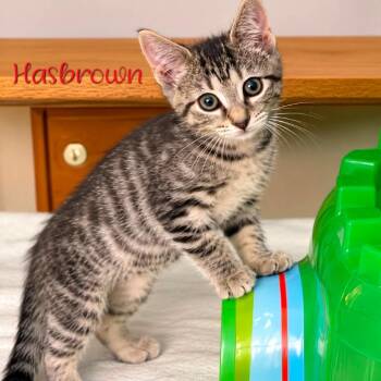 Hashbrown -  Domestic Short Hair Cat for Adoption in Parkersburg, West Virginia - Hashbrown | PetCurious
