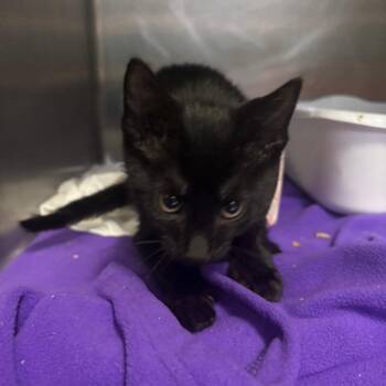 Mr. B -  Domestic Short Hair Cat for Adoption in Lakeland, Florida - Mr. B | PetCurious
