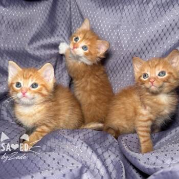 K 56104 -  Domestic Short Hair Cat for Adoption in Eaton Rapids, Michigan - K 56104 | PetCurious