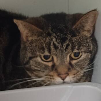 Rescue Domestic Short Hair Cats for Adoption in Uniontown, Pennsylvania - Audrey | PetCurious