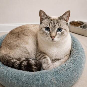 Misha Loving and Devoted -  Siamese and Tabby Cat Available for Adoption in Hillsboro, Texas - Misha Loving And Devoted | PetCurious