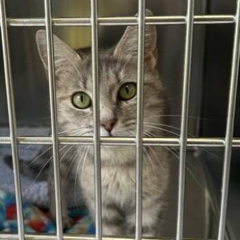 Marmee -  Domestic Short Hair Cat for Adoption in Knoxville, Tennessee - Marmee | PetCurious