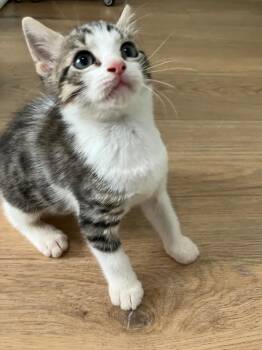 Sushi -  Domestic Short Hair Cat for Adoption in Evans, Georgia - Sushi | PetCurious