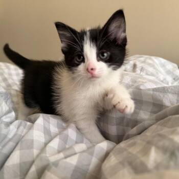 Nettle C70189 -  Domestic Short Hair Cat for Adoption in Minnetonka, Minnesota - Nettle C70189 | PetCurious
