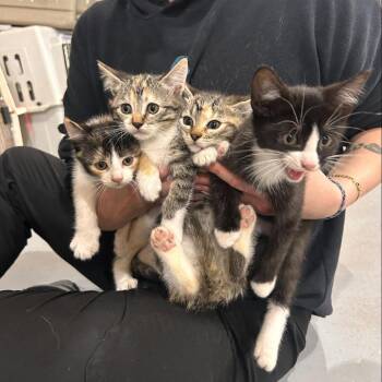 12. Darcy Roswell -  Domestic Short Hair Cat for Adoption in Denver, Colorado - 12. Darcy Roswell | PetCurious