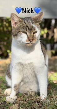 Rescue Domestic Short Hair Cats for Adoption in Copley, Ohio - Nick | PetCurious