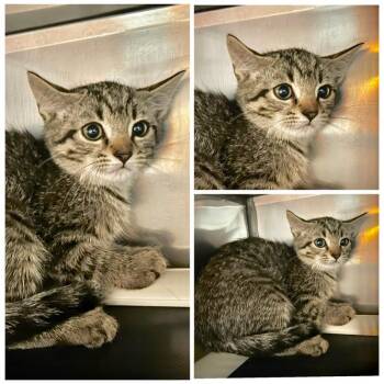 Daisy -  Domestic Short Hair Cat for Adoption in New York, New York - Daisy | PetCurious