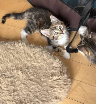 Aspen -  Domestic Short Hair Cat Available for Adoption in Cornwall, Ontario - Aspen | PetCurious