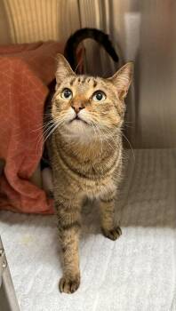 Angel -  Domestic Short Hair Cat for Adoption in Georgina, Ontario - Angel | PetCurious