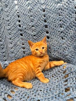 DUMPLING -  Domestic Short Hair Cat for Adoption in Tillsonburg, Ontario - DUMPLING | PetCurious