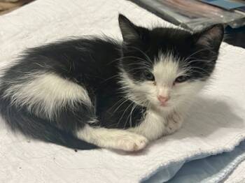 Rescue Domestic Short Hair Cats for Adoption in Fort Worth, Texas - Lindsey Buckingham (pre Adopt) | PetCurious