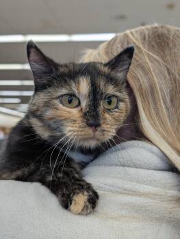 Rescue Domestic Short Hair Cats for Adoption in Guernsey, Wyoming - Nora | PetCurious